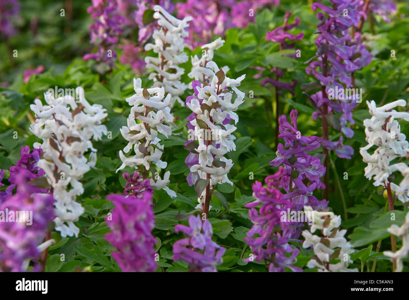 Hollowroot / bird-in-a-bush / fumewort (Corydalis cava) flowering in forest in spring, Germany Stock Photo