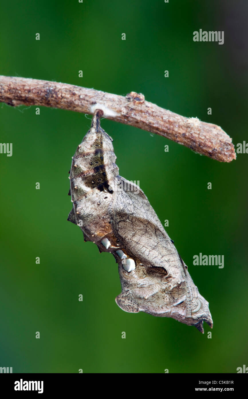 Comma Butterfly; Polygonia c-album; chrysalis; Cornwall Stock Photo