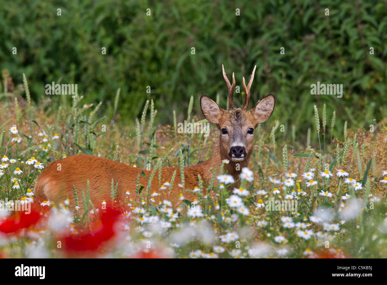 Roe deer (Capreolus capreolus) buck in field with wildflowers, Germany Stock Photo