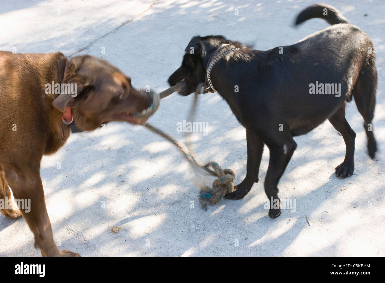 dog play rope