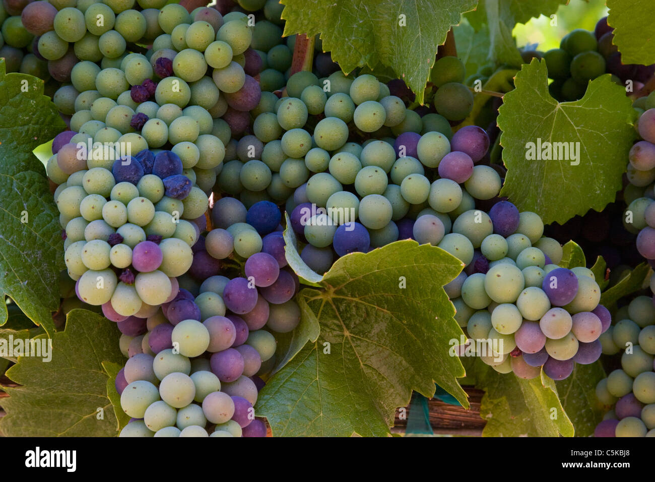 Grape Clusters Grape clusters vine leaves hi-res stock photography and images - Alamy