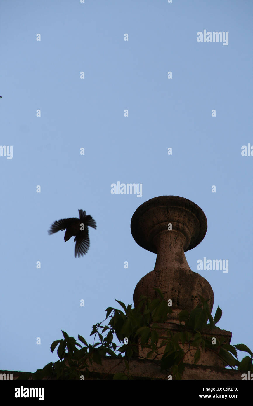 bird flying by roof top at night Stock Photo - Alamy bird flying by roof top at night Stock Photo - Alamy
