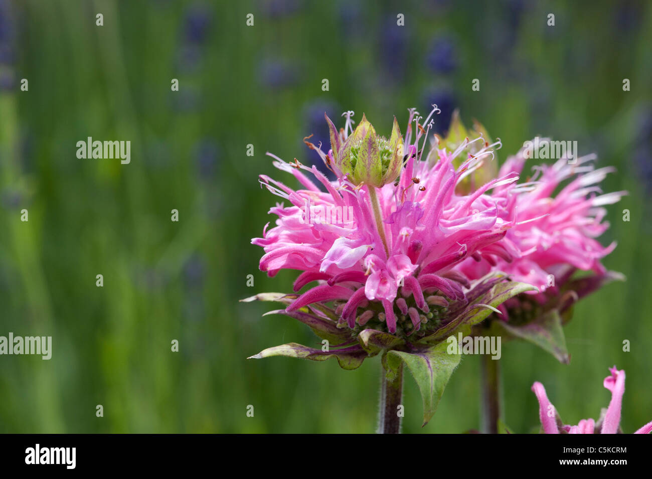 Bergamot Monarda Petite Delight Flower Beebalm Petite Delight In An English Garden Uk Stock Photo Alamy Bergamot Monarda Petite Delight Flower Beebalm Petite Delight In An English Garden Uk Stock Photo Alamy