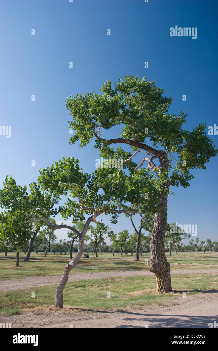 Cottonwood trees seem to dance Stock Photo