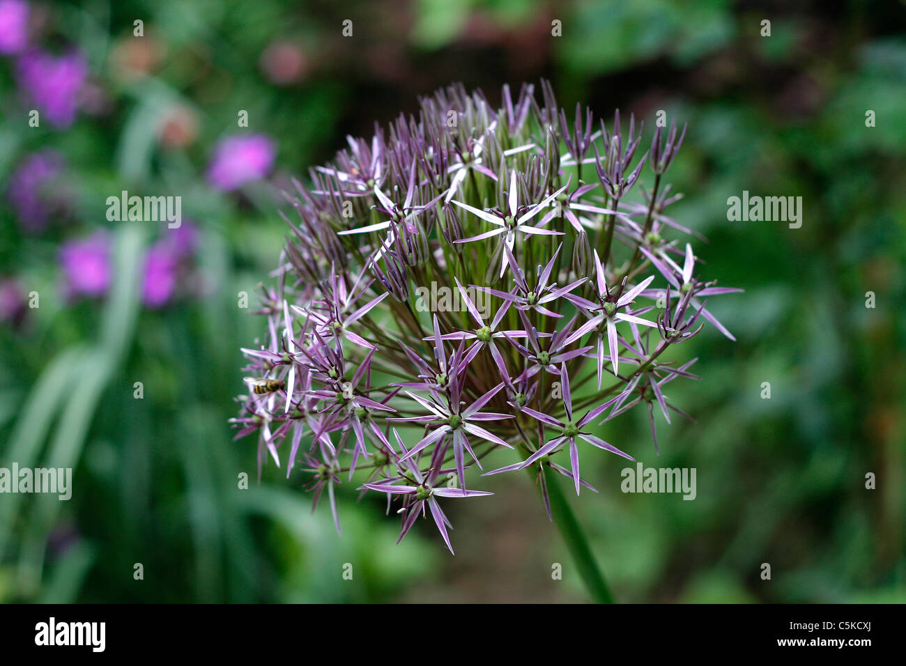 Alium hollandicum 'Purple sensation' (Persian onion or Dutch garlic). Stock Photo