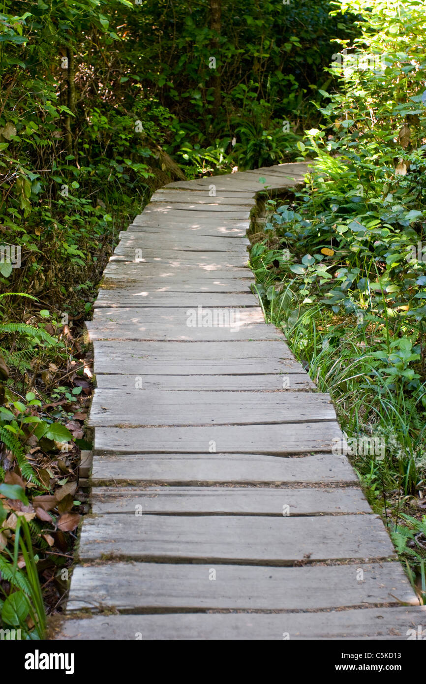 Wooden trail in rain forest Stock Photo