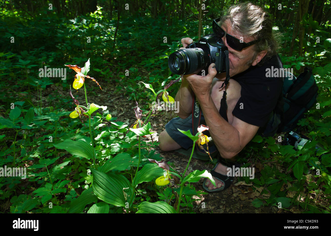 Photography nature photographer photographing Lady's slips orchids Sweden Stock Photo