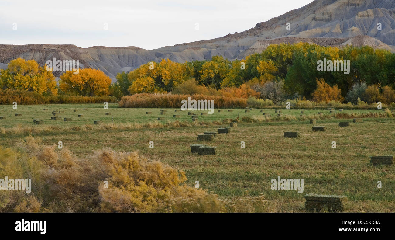 Hay bales in field with fall color trees. Stock Photo