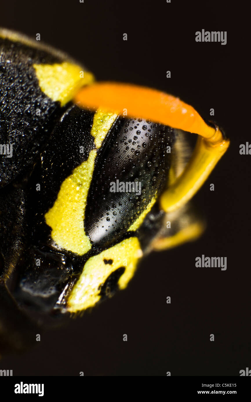 Head of wet wasp in extreme close up on black background Stock Photo