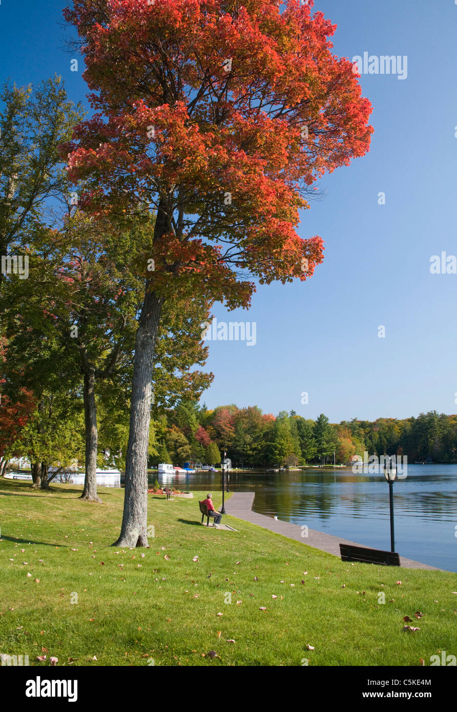 Red Maple tree in park by lake in Old Forge. Stock Photo