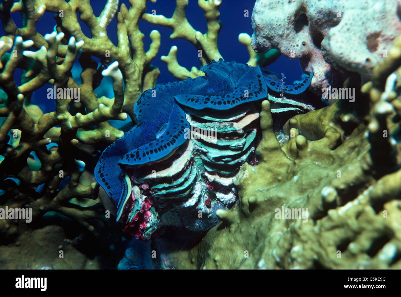 Giant Crocus Clam (Tridacna crocea) exposing mantle on Fire Coral (Millepora alcicornis). Egypt, Red Sea Stock Photo