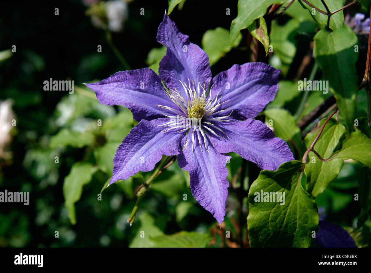 Blue clematis flower in a garden (Perennial and climbing). Stock Photo