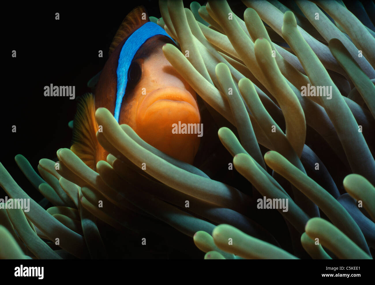 A Symbiotic Two-Band Clownfish (Amphiprion bicinctus), hides in the protection of a sea anemone's tentacles. Egypt, Red Sea Stock Photo
