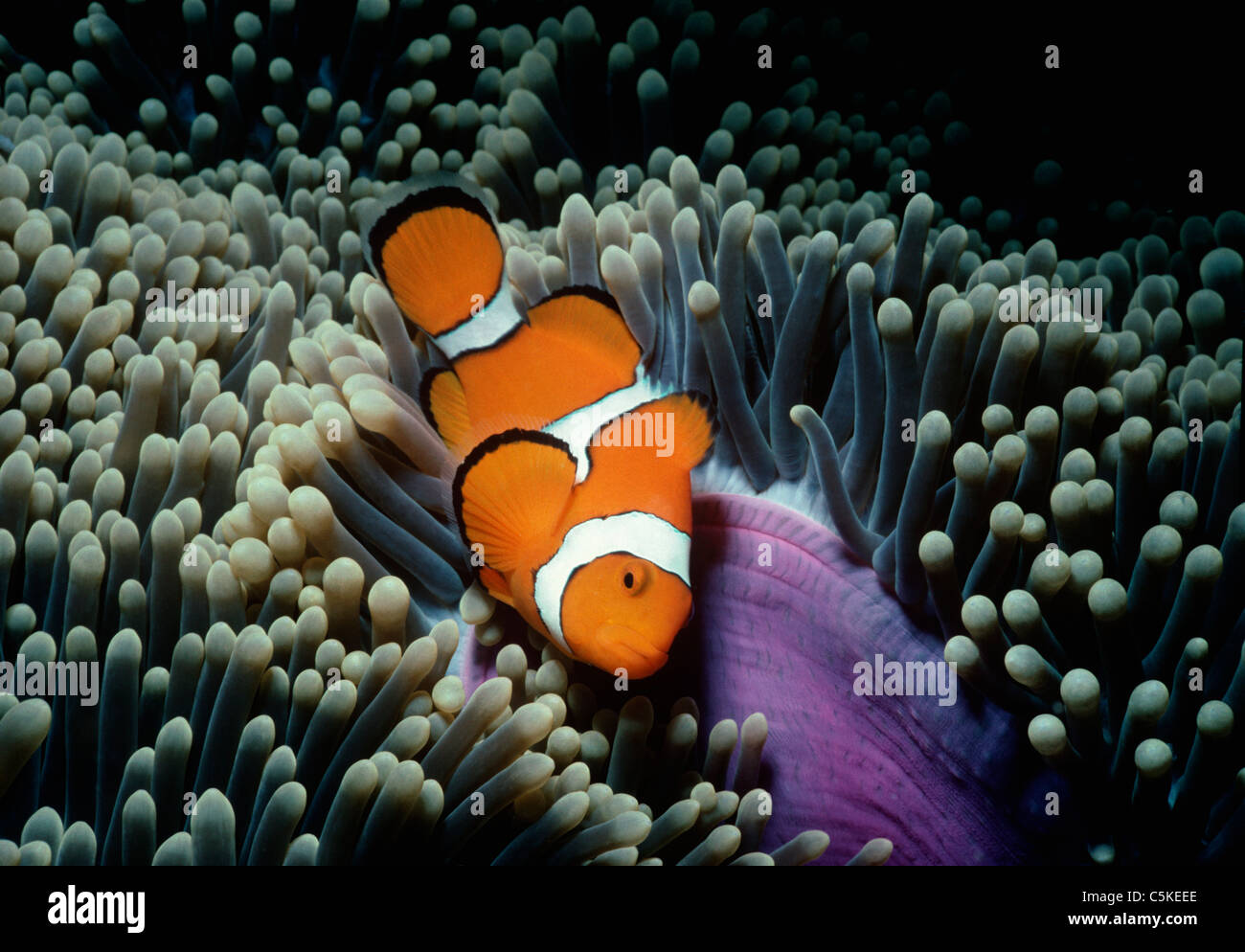 Ocellaris Clownfish (Amphiprion Ocellaris), hides in the protection of a sea anemone's tent. Papua New Guinea, Pacific Ocean Stock Photo