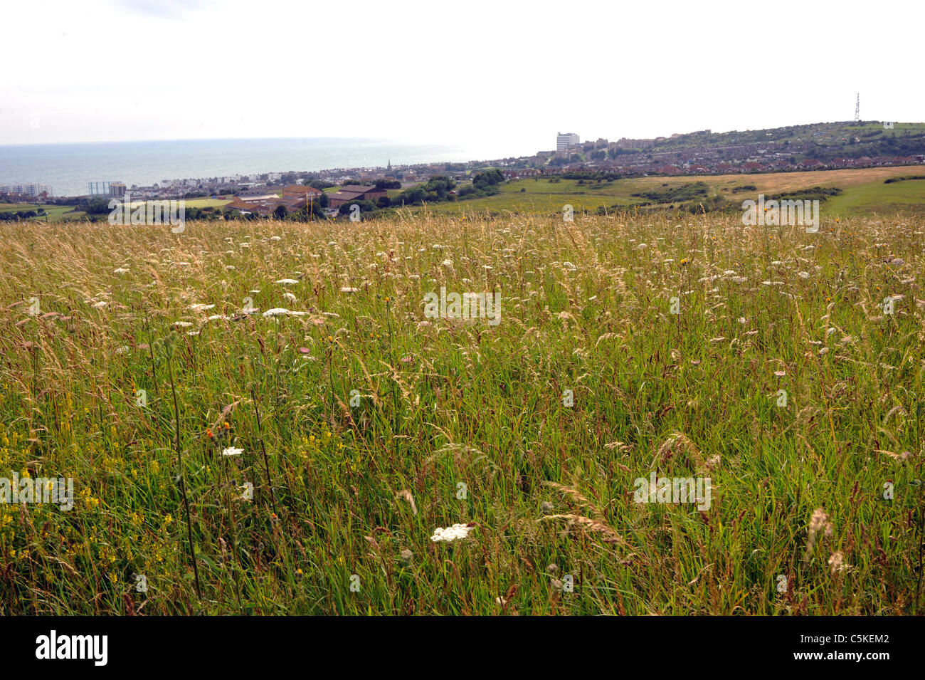Wild flower meadow on the downs at Sheepcote Valley near Brighton city centre UK Stock Photo