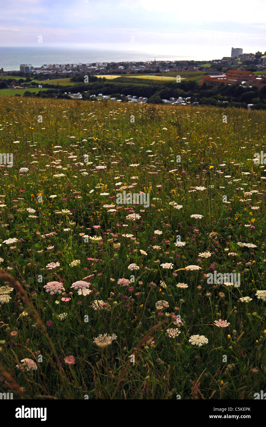 Wild flower meadow on the downs at Sheepcote Valley near Brighton city centre UK Stock Photo
