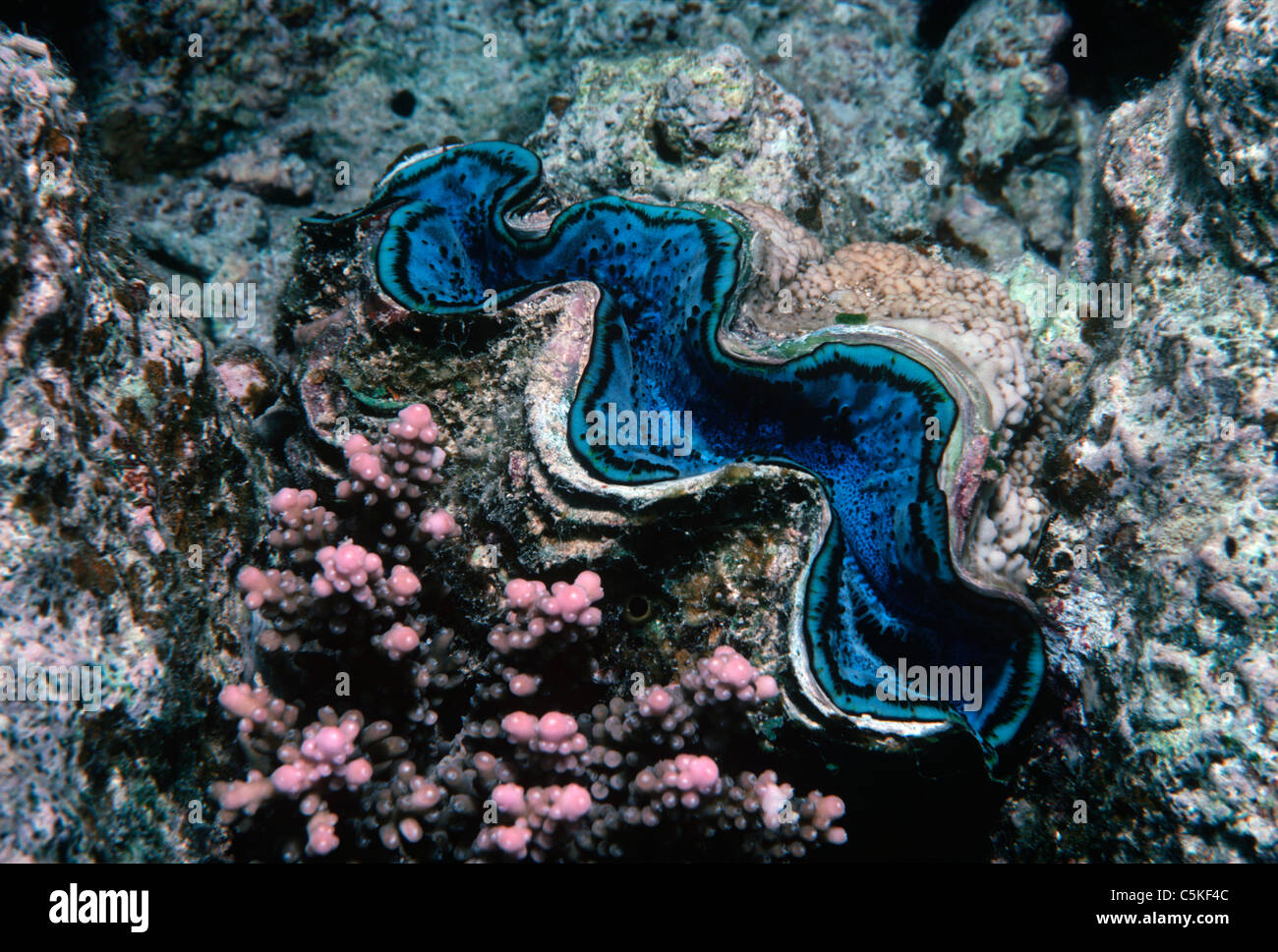 Small Giant Clam (Tridacna maxima) exposing mantle on coral reef bed. Egypt, Red Sea Stock Photo