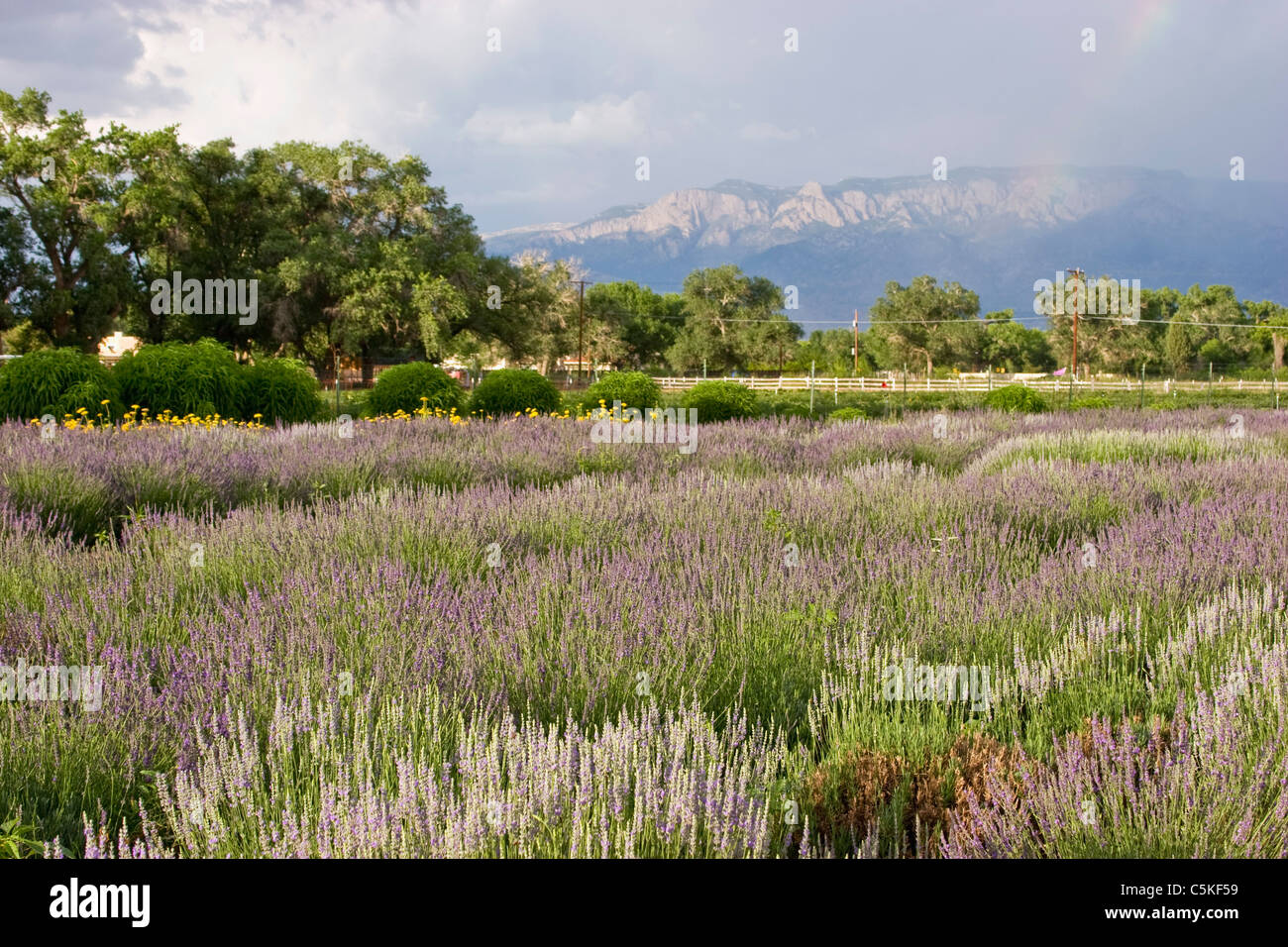 Lavender in bloom at annual festival near Albuquerque, NM Stock Photo