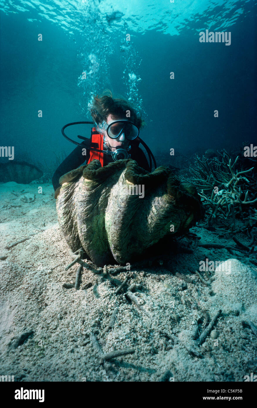 Diver examining a Giant Fluted Clam (Tridacna squamosa) on a coral reef. Palau, Micronesia - Pacific Ocean Stock Photo