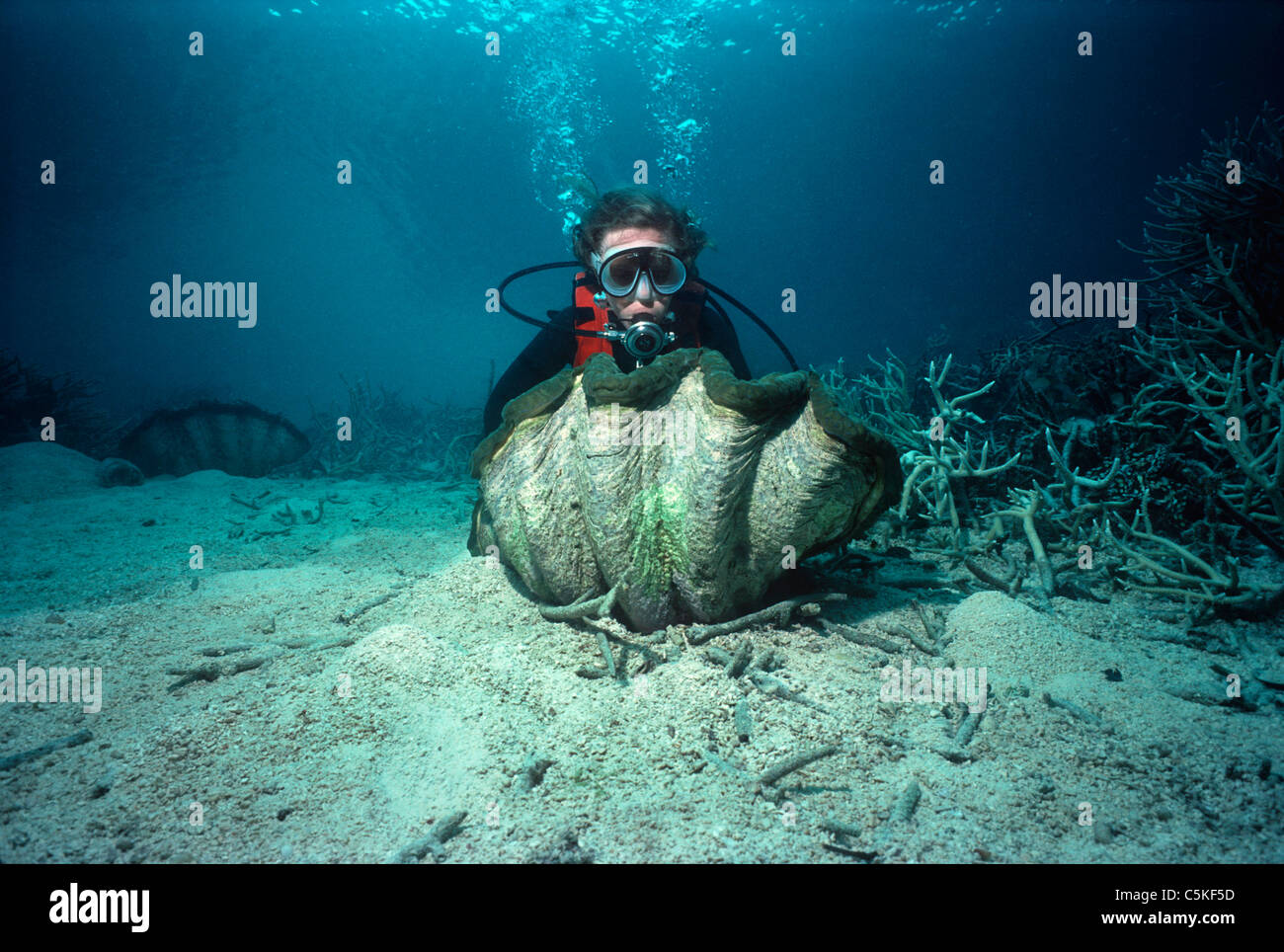 Diver examining a Giant Fluted Clam (Tridacna squamosa) on a coral reef. Palau, Micronesia - Pacific Ocean Stock Photo