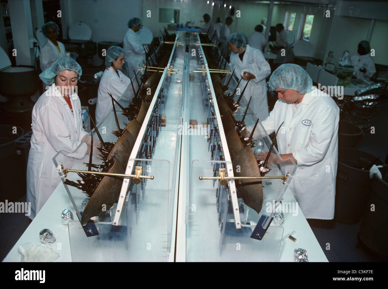 Scientist bleeds Horseshoe Crabs (Limulus polyphemus) to extract blue, copper based blood. Massachusetts, USA Stock Photo