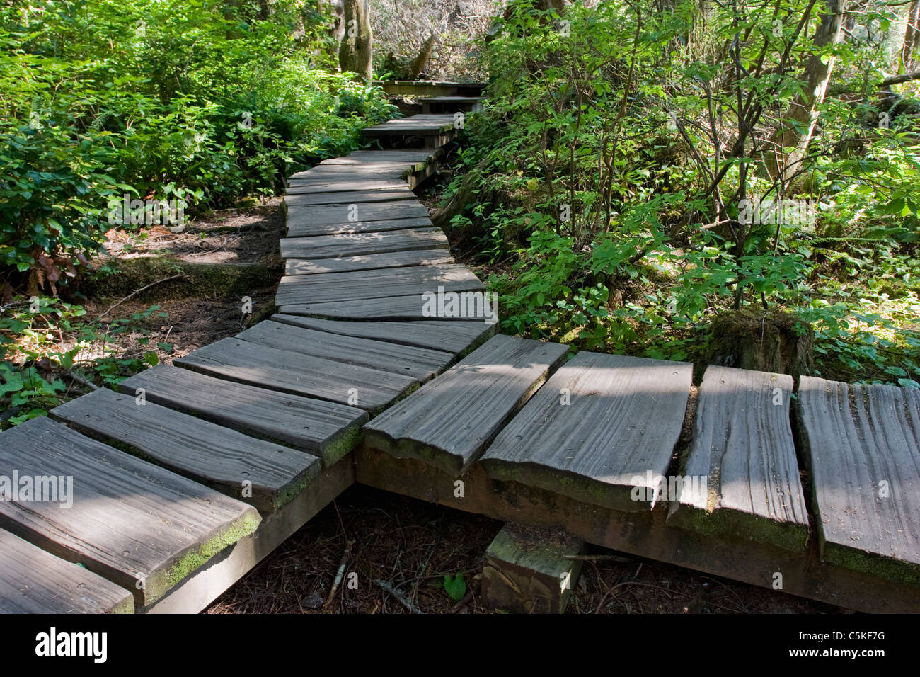 Close-up of boardwalk on Olympic Peninsula Stock Photo