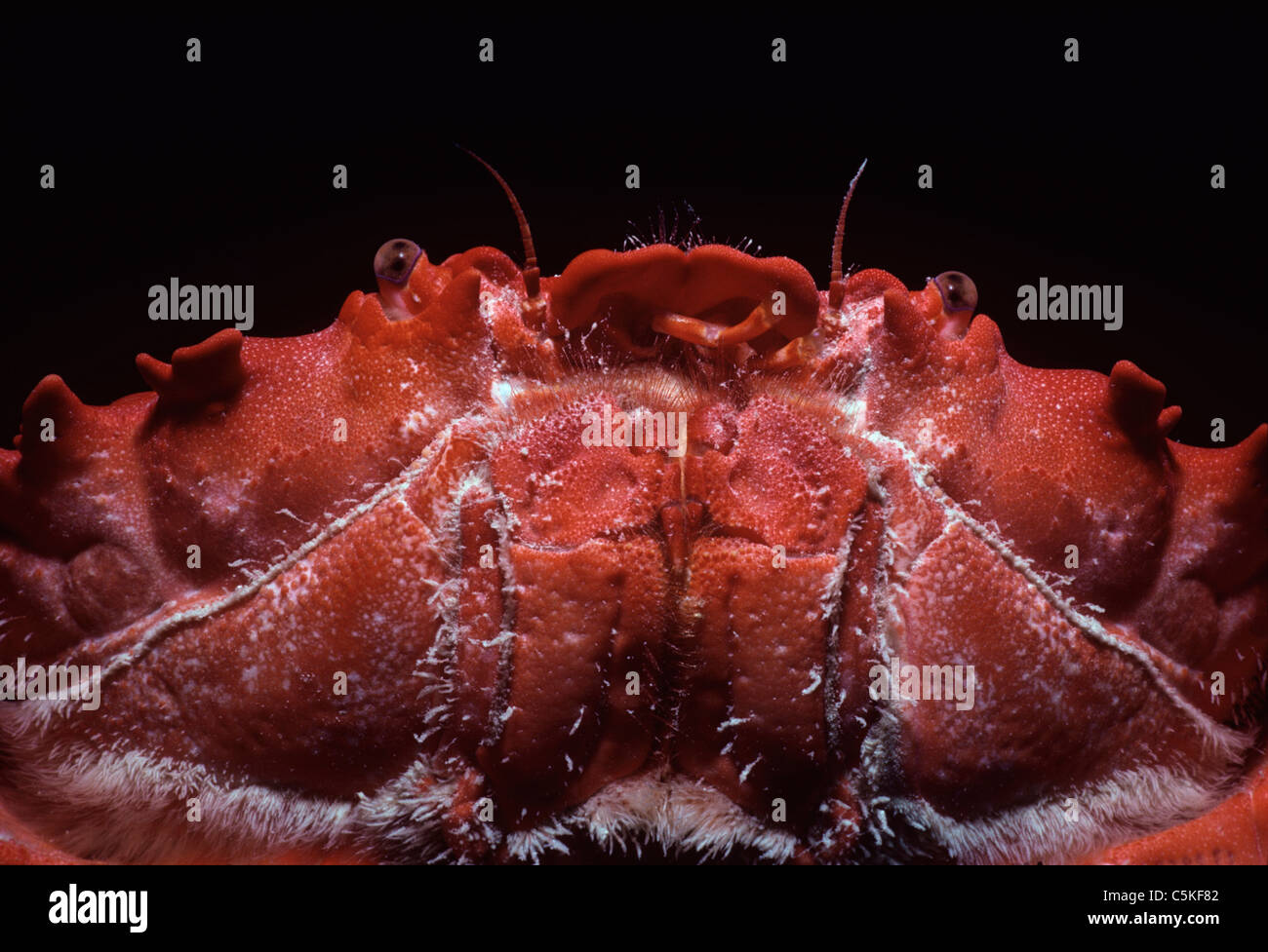 Mouth of Xanthids Crab (Etisus dentatus). Egypt, Red Sea Stock Photo