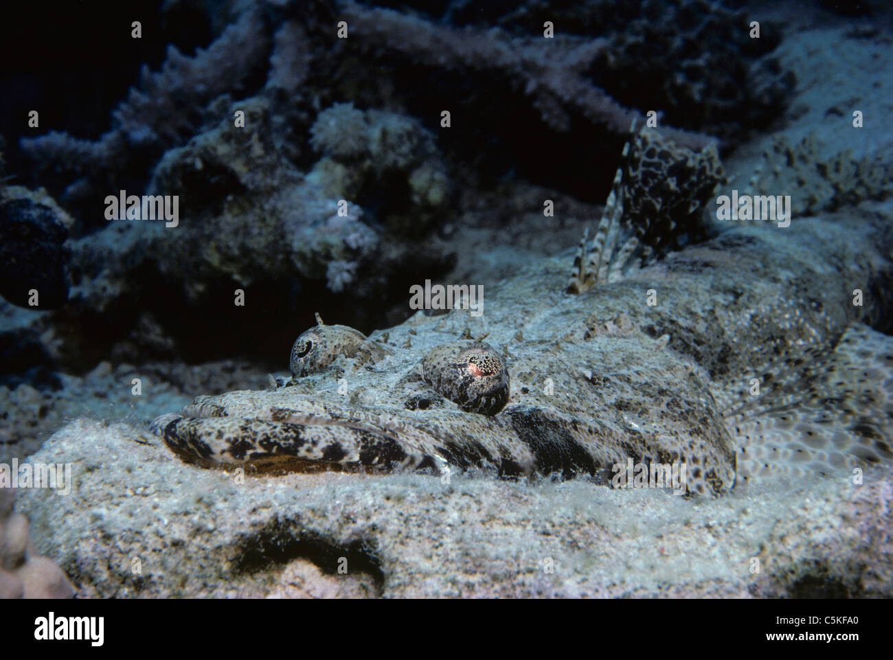 Crocodilefish (Papilloculiceps longiceps) camouflaged on coral reef. Egypt, Red Sea Stock Photo