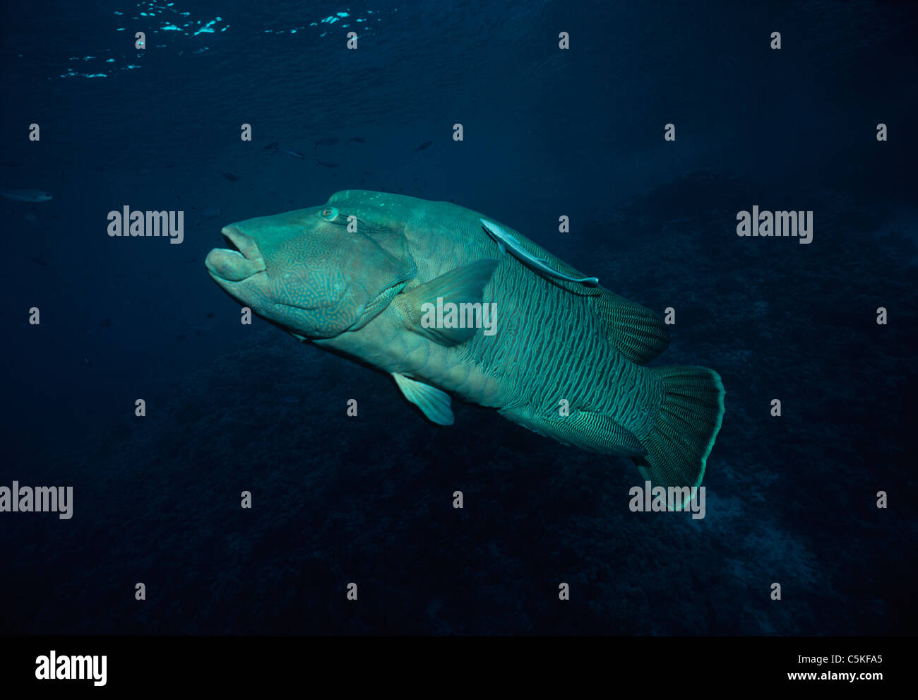 Giant Napoleon wrasse (Cheilinus undulatus) with a symbiotic pilot fish attached to its side. Egypt, Red Sea Stock Photo