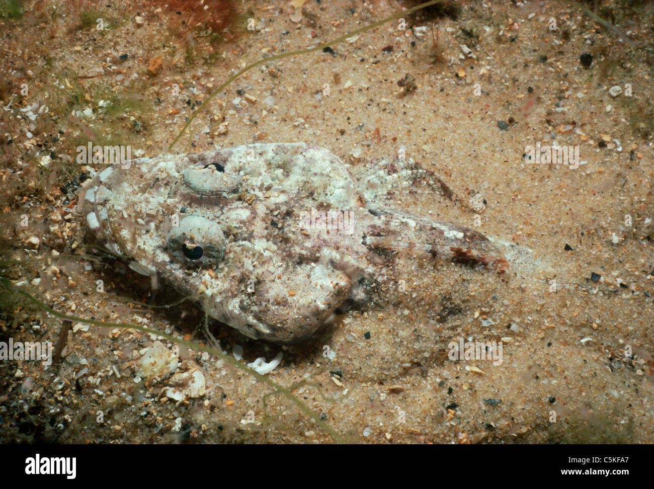 Crocodilefish (Papilloculiceps longiceps) camouflaged on sandy bottom. Egypt, Red Sea Stock Photo
