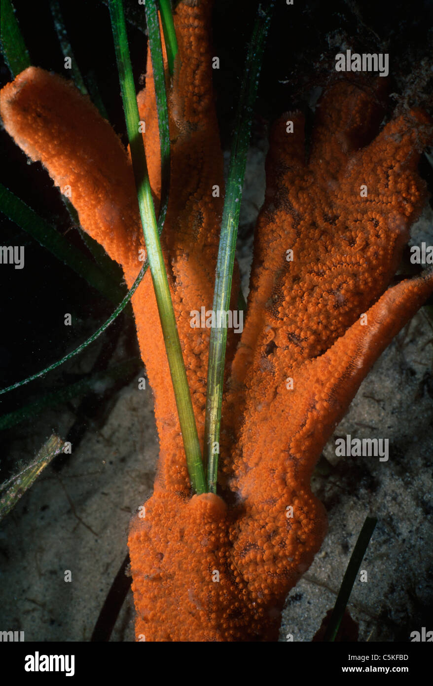 Palmate Sponge (Isodictya palmata) growing around eel grass. Massachusetts, United States, Atlantic Ocean Stock Photo