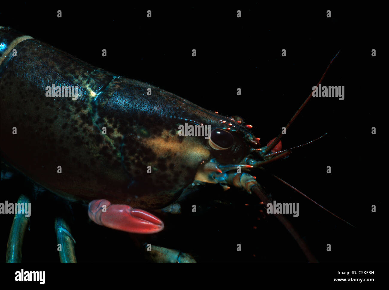 Maine Lobster (Homarus americanus) regenerates a lost claw. Massachusetts, United States, Atlantic Ocean Stock Photo