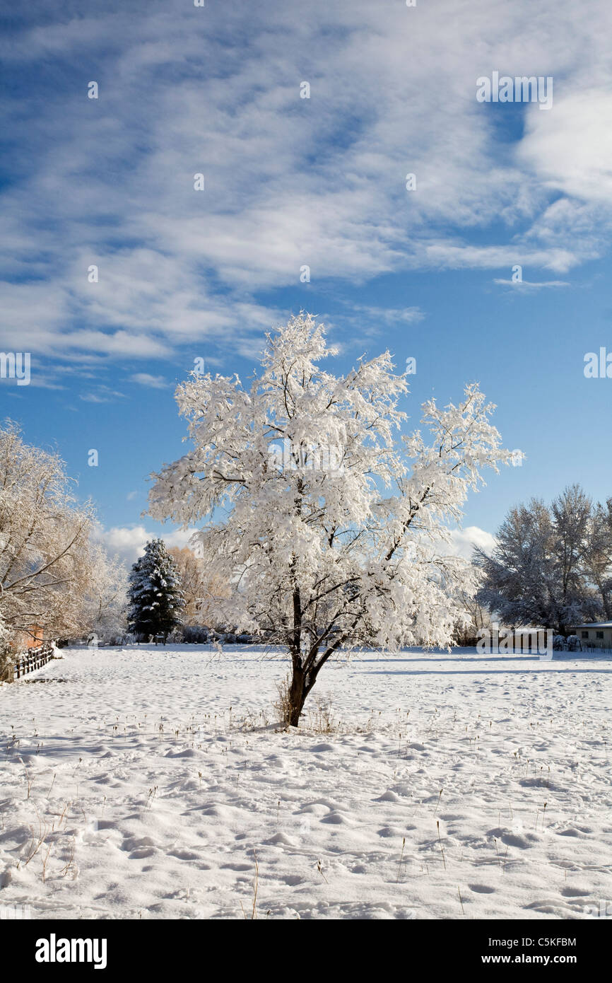 Winter snow coats cottonwood trees Stock Photo Alamy