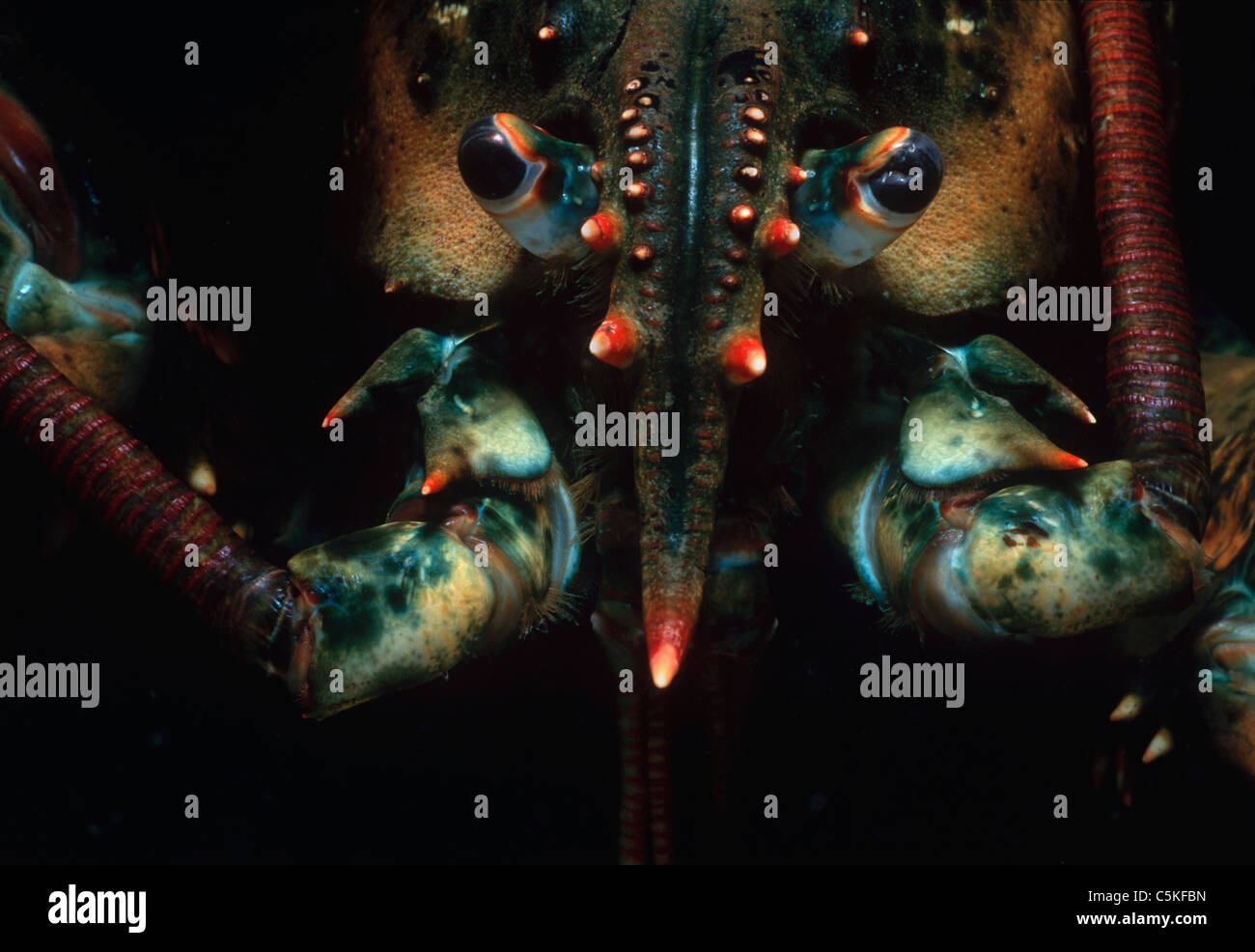 Head, eye, and rostrum of Maine Lobster (Homarus americanus). Massachusetts, United States, Atlantic Ocean Stock Photo
