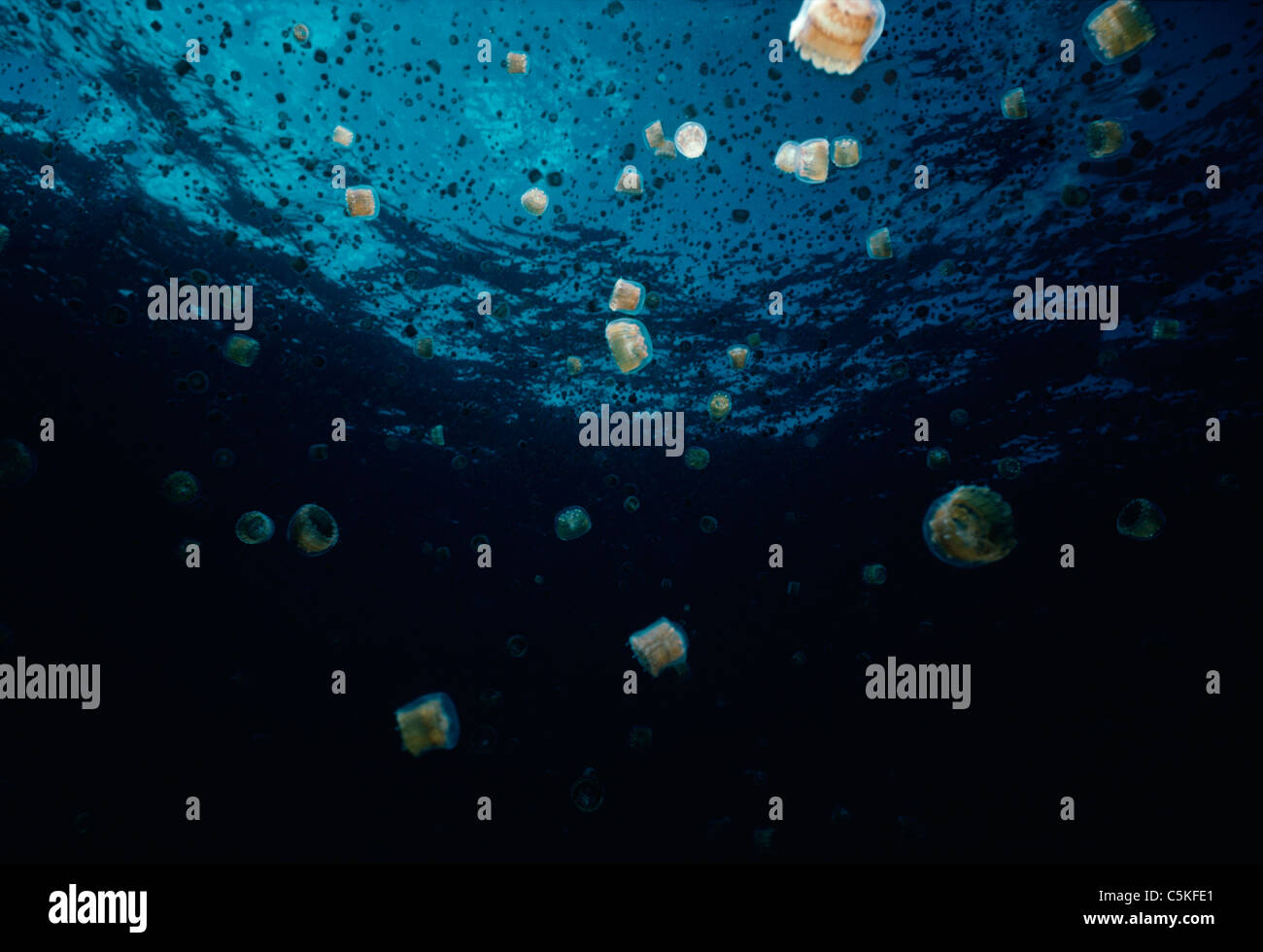 Sea Thimble Jellies (Linuche unguiculata) schooling near the surface