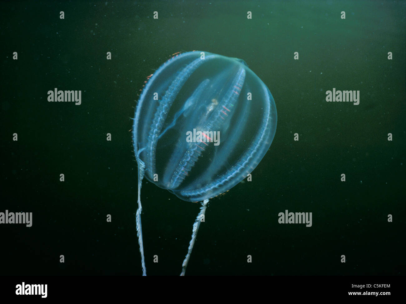 Gooseberry jellyfish jellyfish High Resolution Stock Photography and