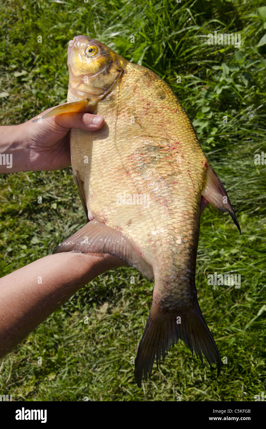 algonquin brook trout lures Dynamic HD – Cutthroat Anglers Centaure reel model identification Model:SHD200SPT towel hook Although this lure was