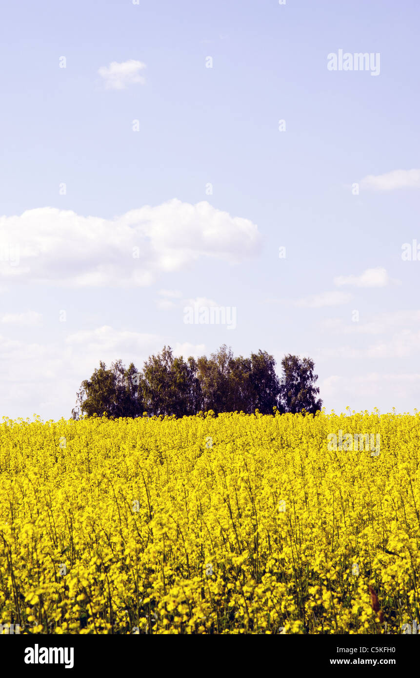 Bbeautiful yellow rape field. Background of the summer Stock Photo - Alamy