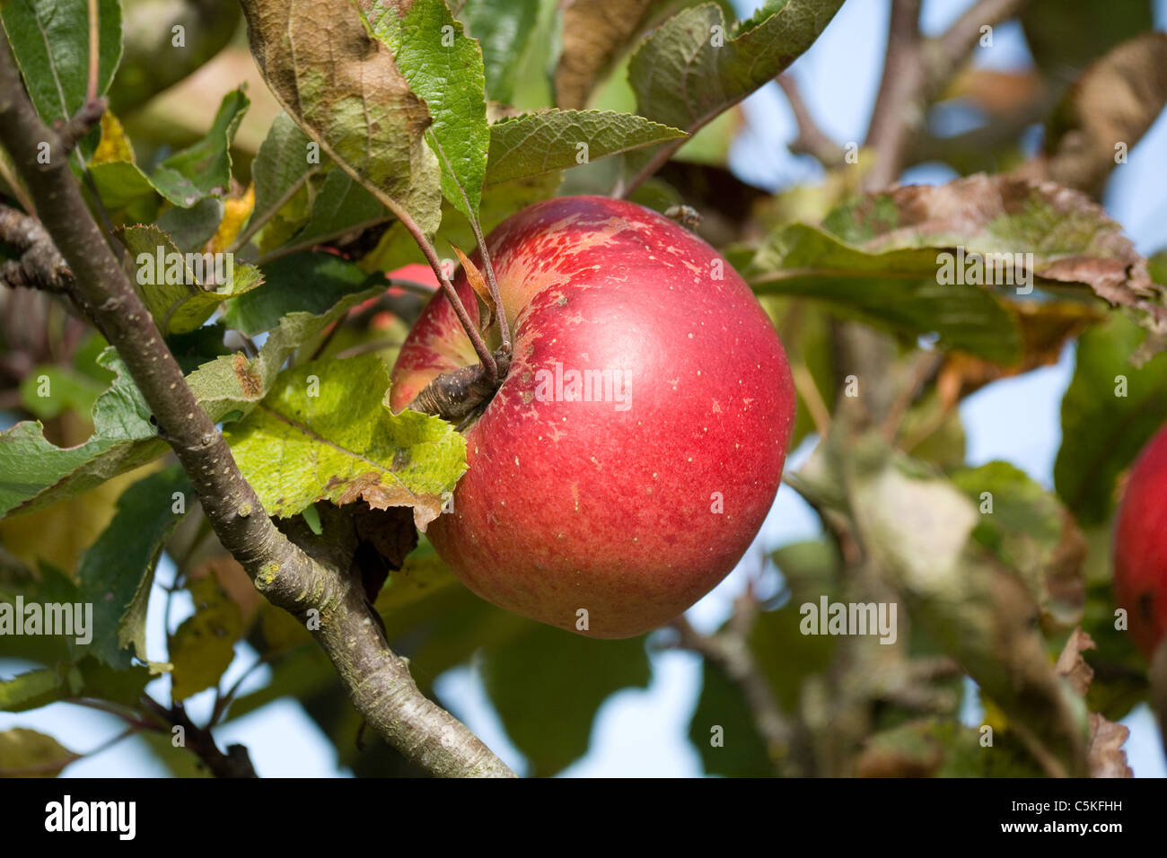 Single Ripe Apple Green apple stem leaf hi-res stock photography and images - Alamy