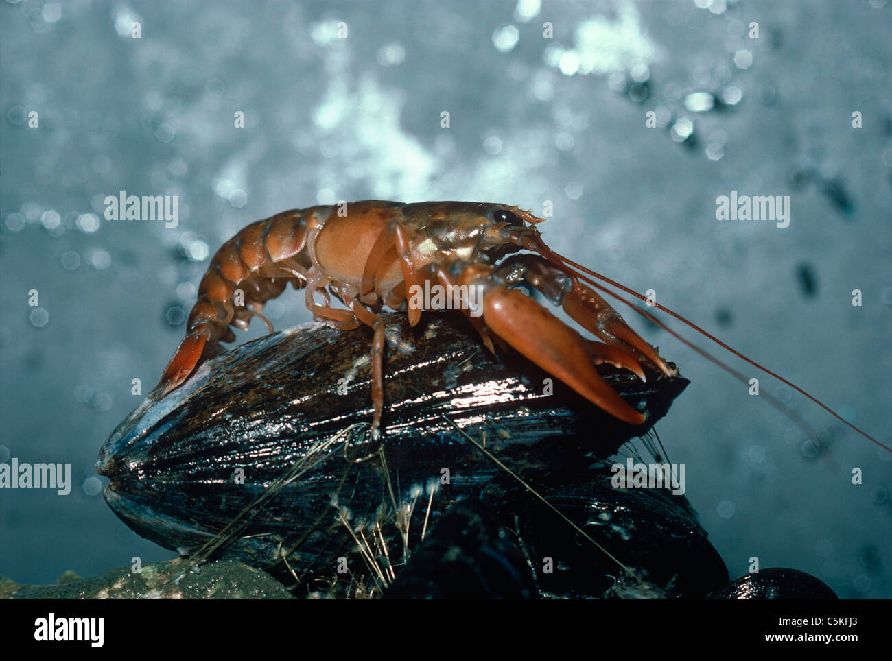 One-Year old American Lobster (Homarus americanus) scavenges on a mussel. Massachusetts, USA Stock Photo