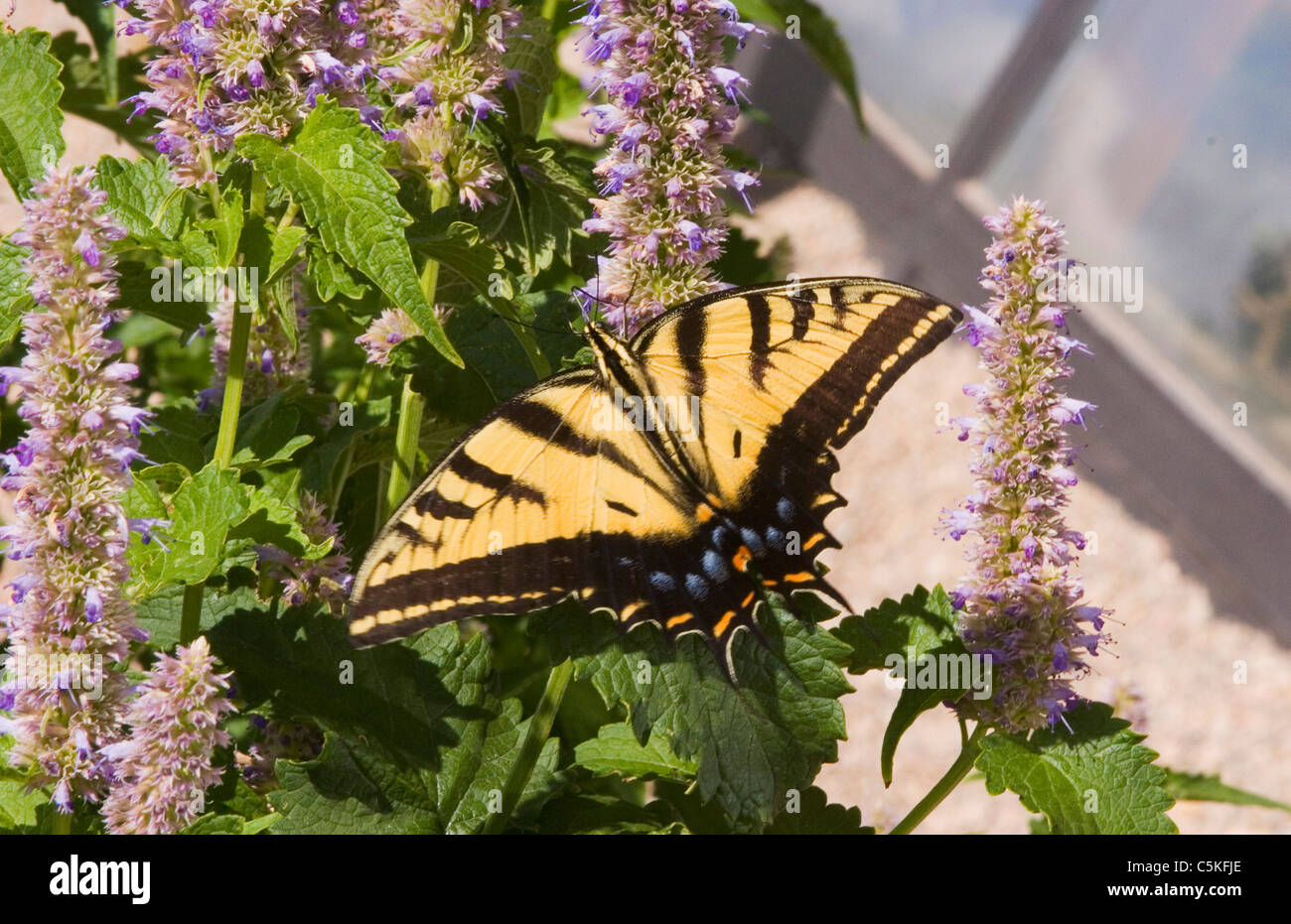 Close-up of western tiger swallowtail butterfly on Korean hyssop Stock Photo