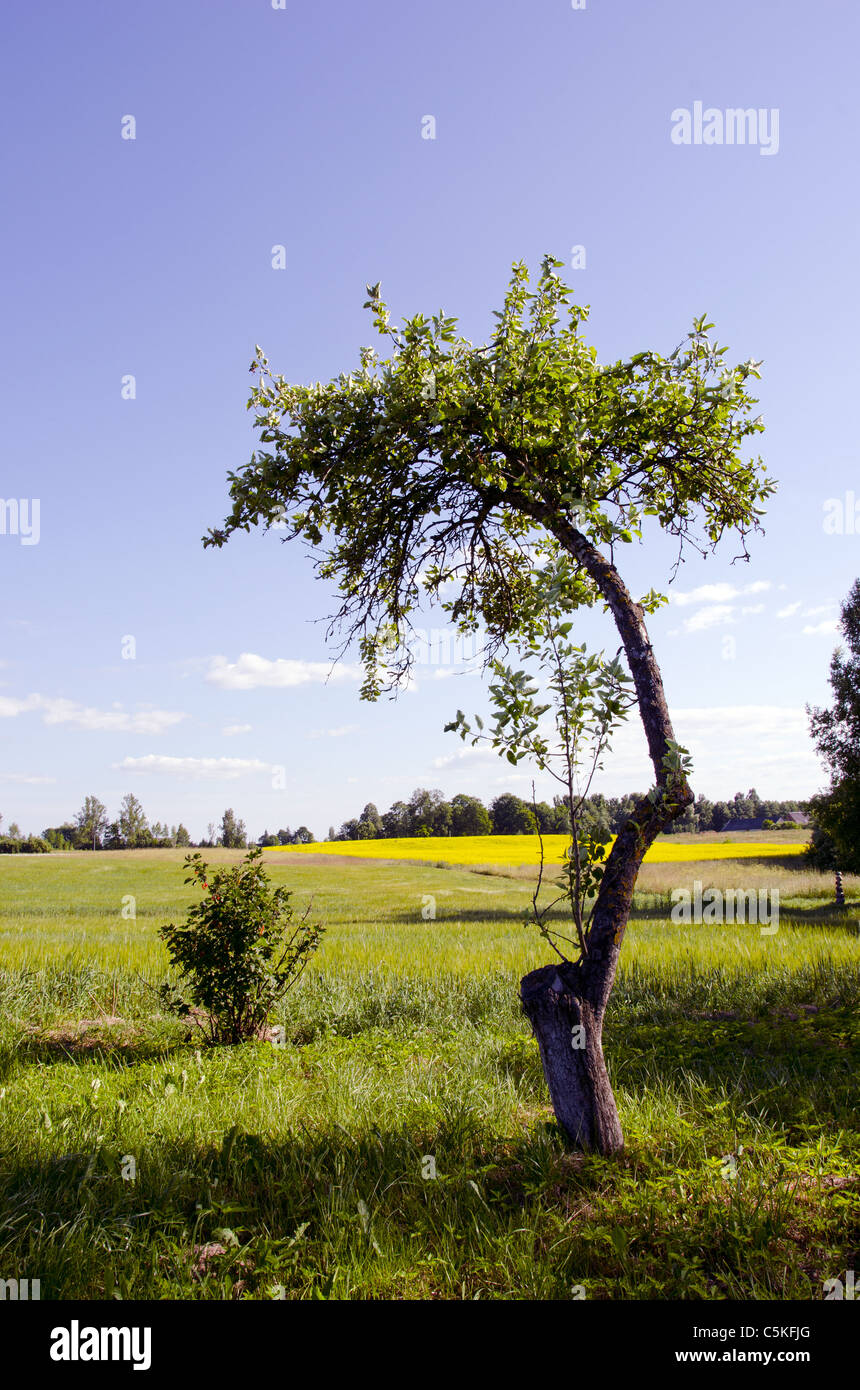 Lonely half cut apple tree in the meadow. Stock Photo