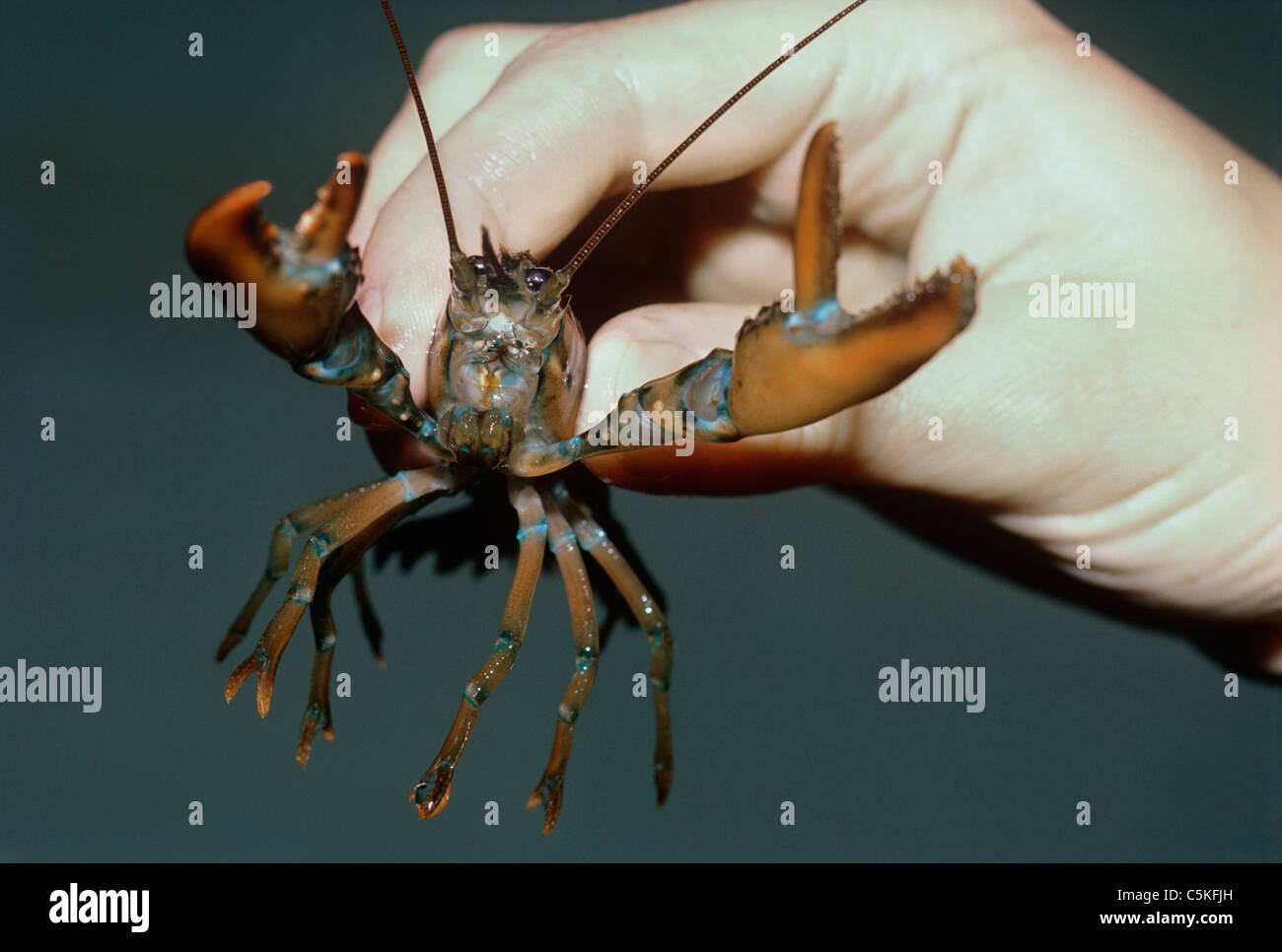 A two-year old American Lobster (Homarus americanus). Woods Hole Oceanographic Institution, Woods Hole, Massachusetts, USA Stock Photo