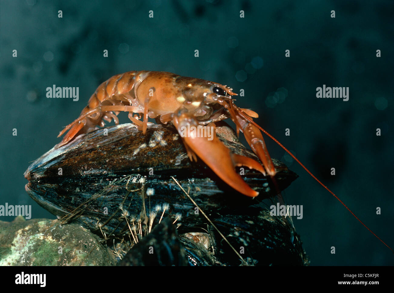 One-Year old American Lobster (Homarus americanus) scavenges on a mussel.  Massachusetts, USA Stock Photo