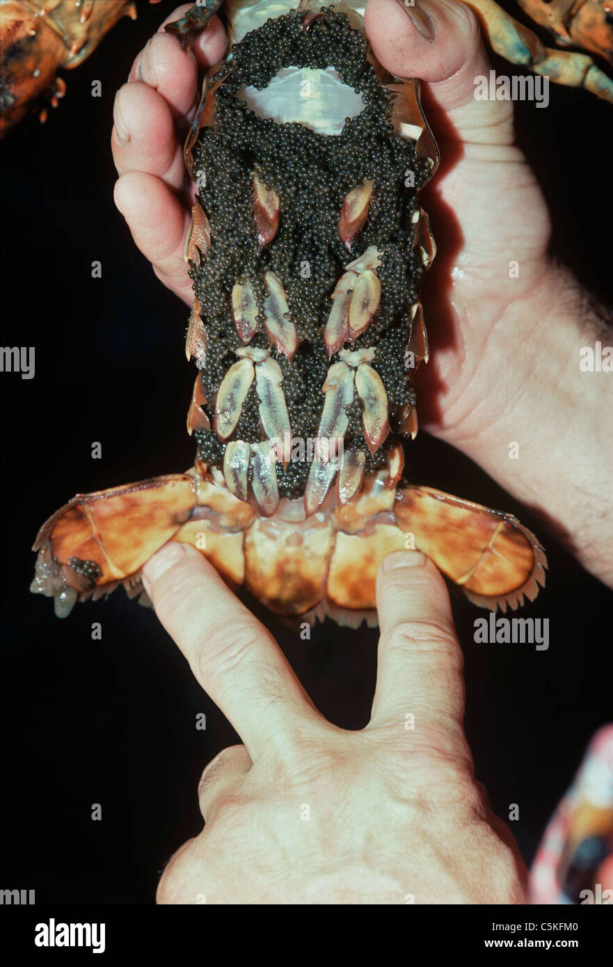 Lobsters hand lobster hires stock photography and images Alamy