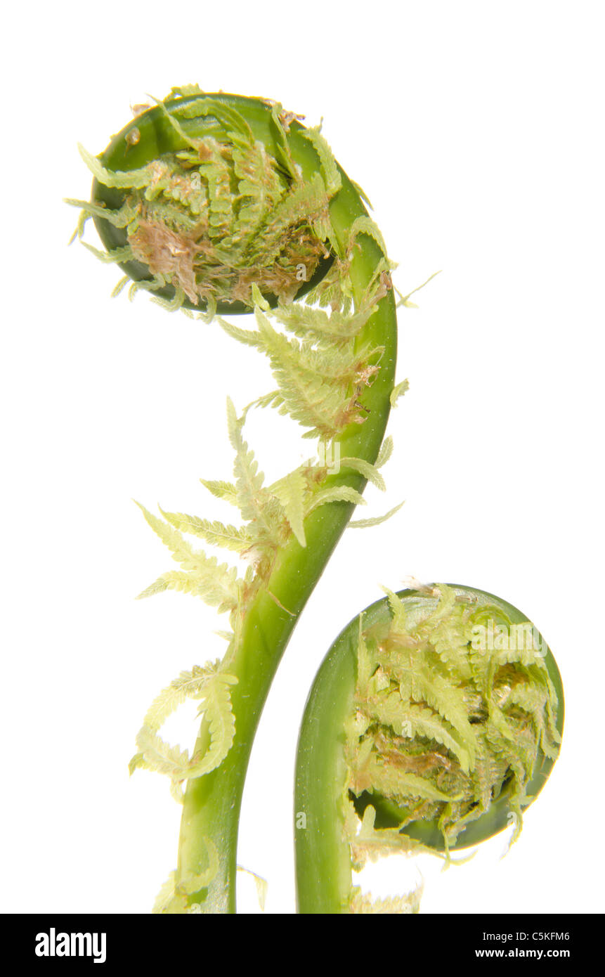Fern leaf stems wound up in a circle. Isolated on a white background