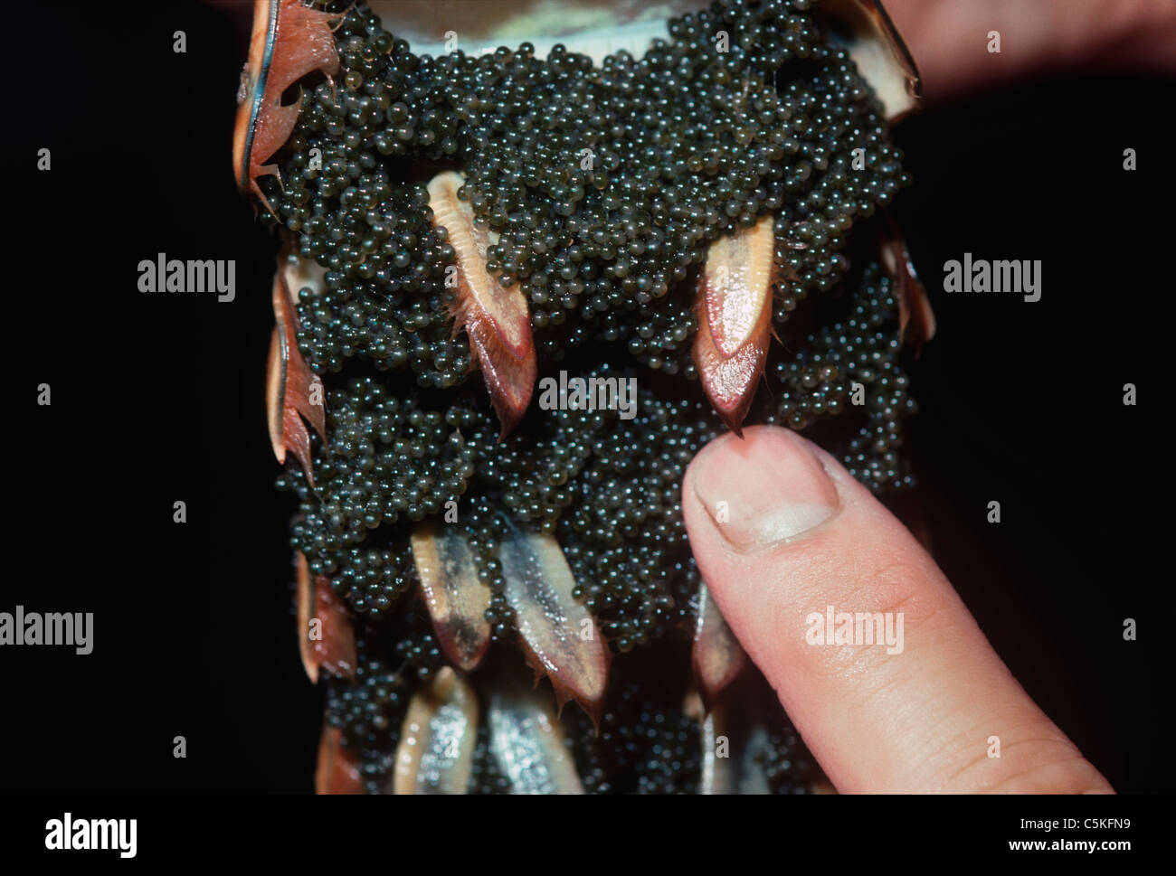 Lobster underside hires stock photography and images Alamy