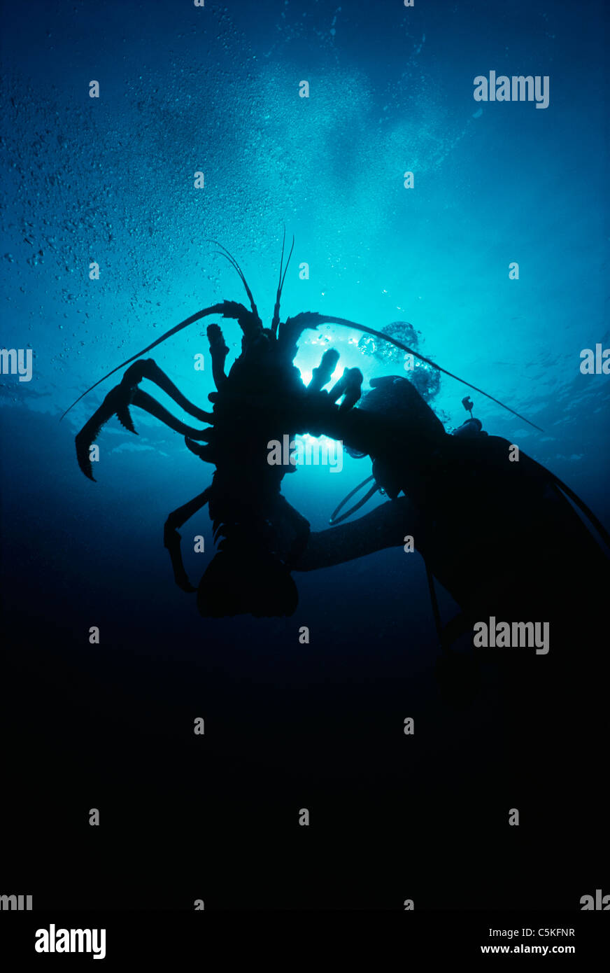 Diver holding a giant California Spiny Lobster (Palinuridae) in a Kelp forest (Macrocystis pyrifera). Southern California, USA Stock Photo