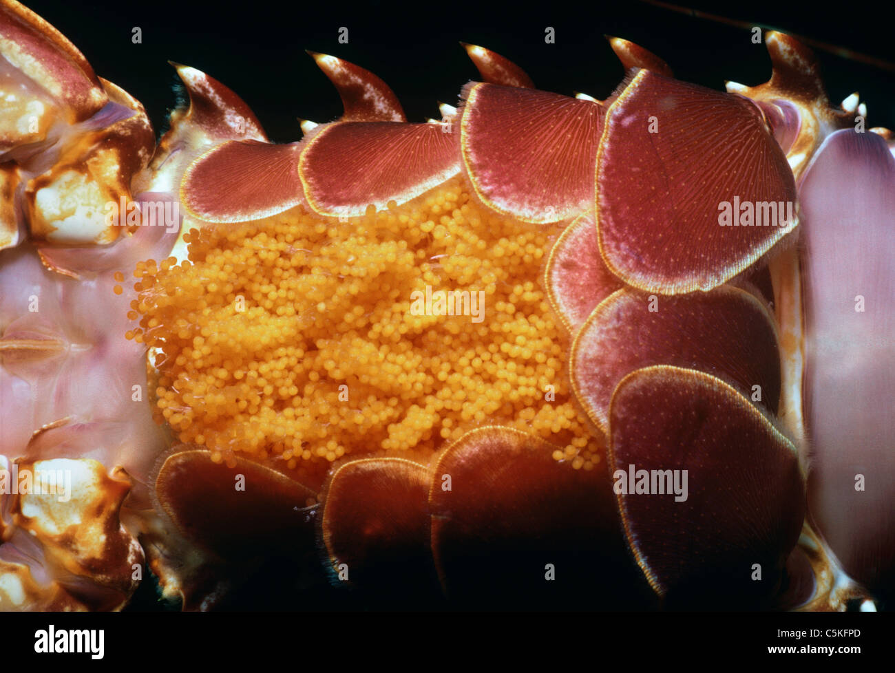 Eggs of a Spiny Lobster (Palinuridae) on the underside of the tail