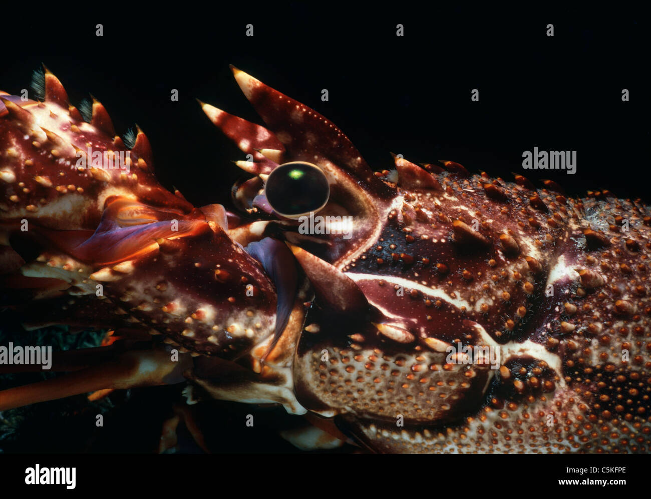 Closeup of an eye of Spiny Lobster (Palinuridae). Ustica Island, Italy